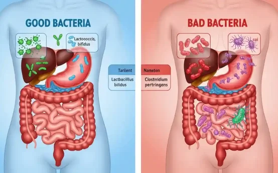 how gut health affects immunity