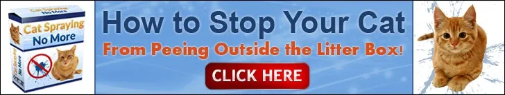 cat spraying no more