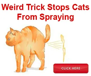 cat spray stop