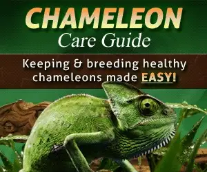 Chameleon Care Guide