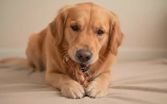 what if dog eats chicken bone