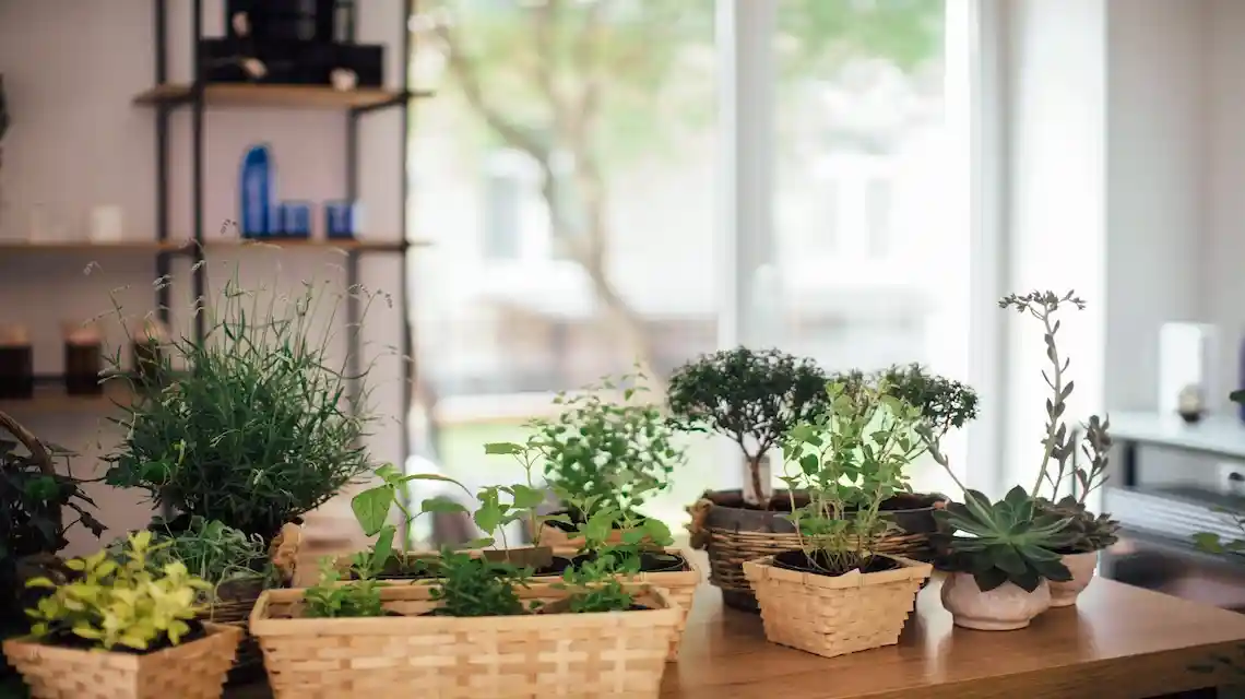 inside herb garden ideas