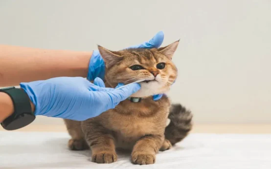gingivitis-cats-symptoms