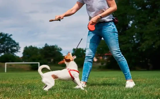 dog trick training for beginners