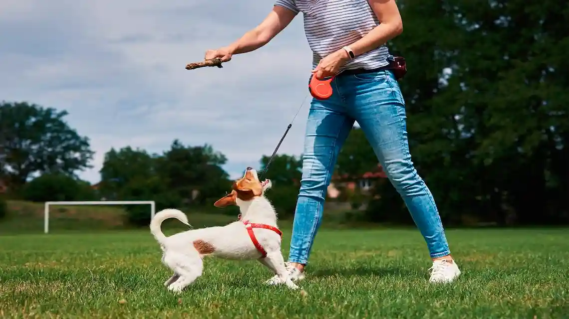 dog trick training for beginners